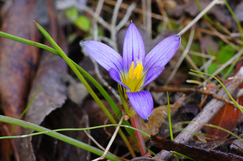 Romulea...ma quale? (bulbocosium, ligustica e ramiflora)